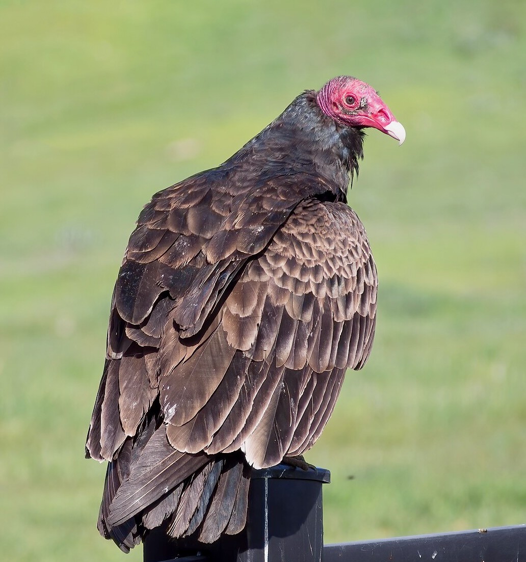Turkey Vulture in Santa Rosa by Rhododendrites is licensed under CC BY-SA 4.0.